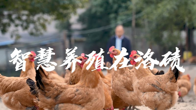 蛋白酶厂家生产工艺流程解析：揭秘高效生产的奥秘**